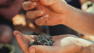 Growing Wildflowers - From Seed to Seeds. Photo by Jonathan Kemper on Unsplash